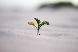 a plant growing in the sand.