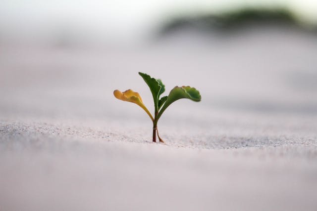 a plant growing in the sand.